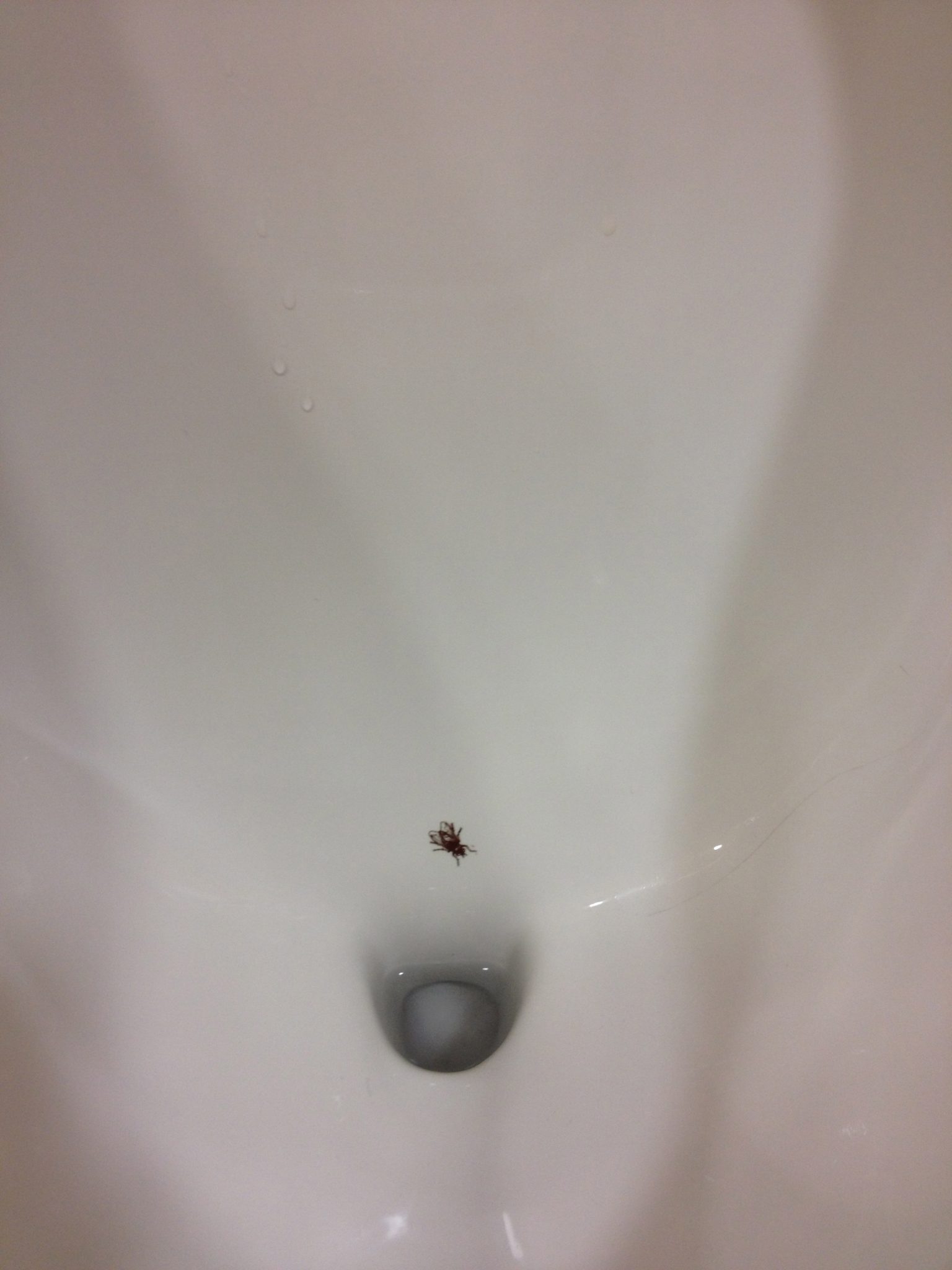 Urinal Flies Ron Culberson Do it Well. Make it Fun. Funny